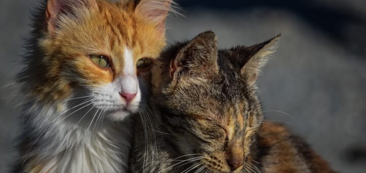 Gatti in appartamento